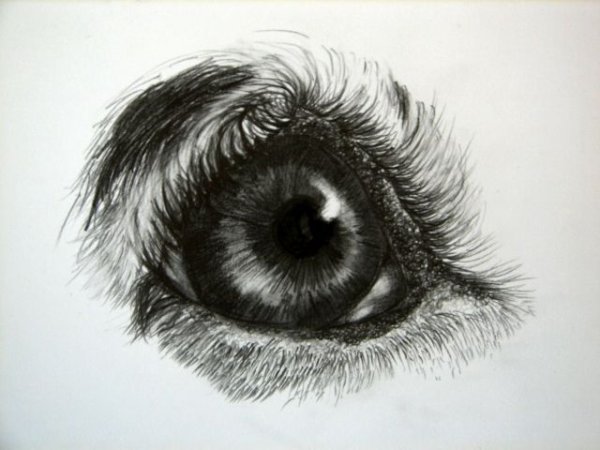 Глаза собаки карандашом