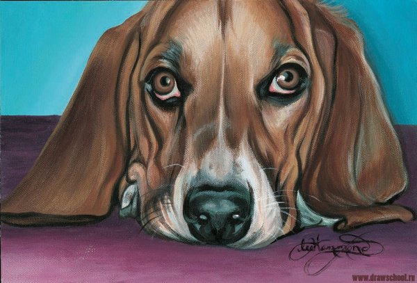 Глаза собаки рисунок