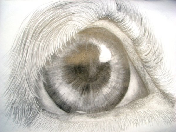 Анатомия волка для рисования морда