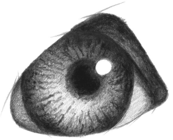 Волчий глаз карандашом