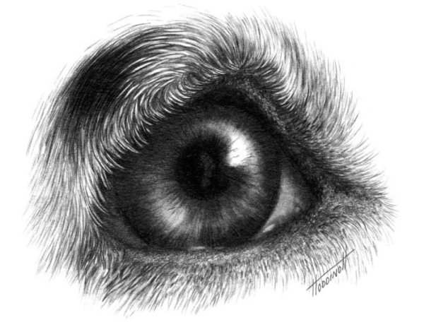 Глаз собаки поэтапно
