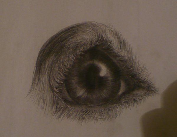 Глаза собаки для рисования