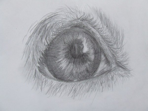 Туториал глаза собаки