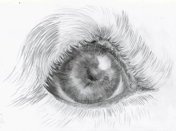 Корги цветными карандашами