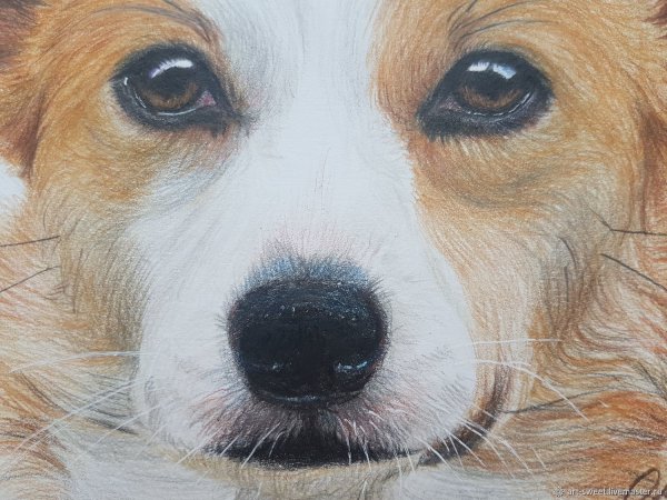 Глаз собаки рисунок простым карандашом