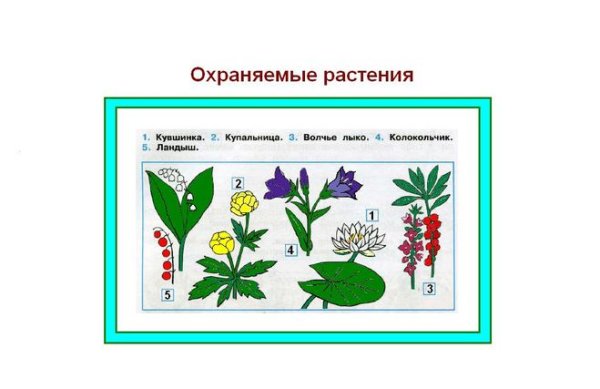 Раскрась охраняемые растения