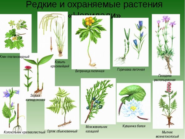 Охраняемые растения