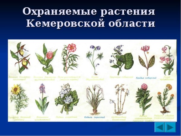 Охраняемые растения