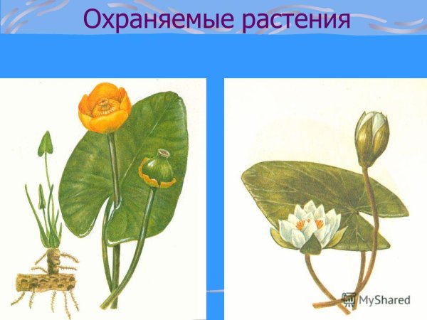 Охраняемые растения