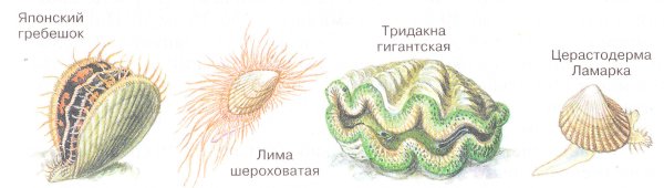 Тип моллюски двустворчатые
