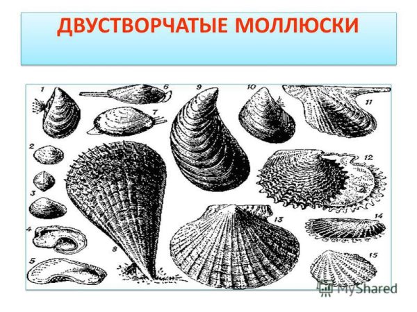 Рис 73 разнообразие двустворчатых моллюсков