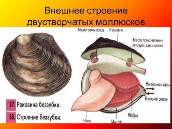 Внешнее строение двустворчатых моллюсков схема