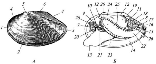 Анатомия беззубки перловицы