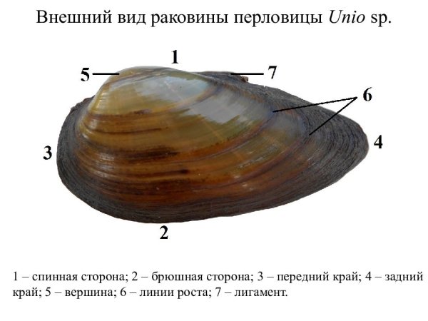Перловица обыкновенная строение