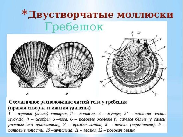 Внешнее строение морского гребешка