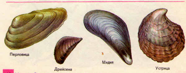 Перловица Мидия Устрица гребешок