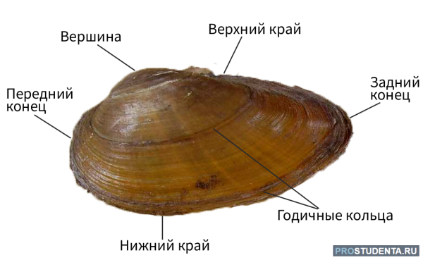 Строение раковины брюхоногих моллюсков