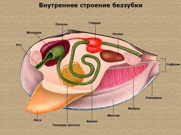 Сифон (моллюски)