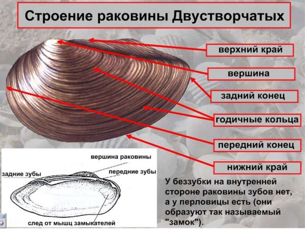 Внешнее и внутреннее строение раковины перловицы