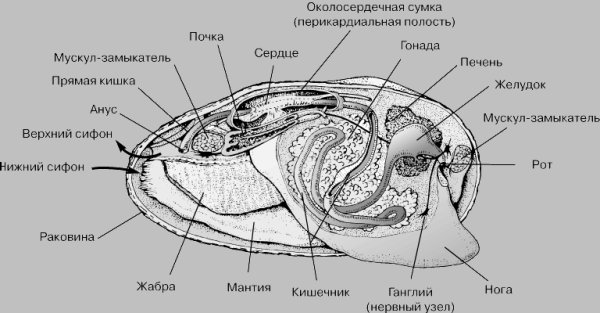 Строение раковин двустворчатых и брюхоногих моллюсков