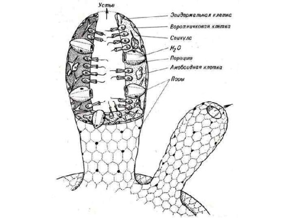 Схема внутреннего строения губки