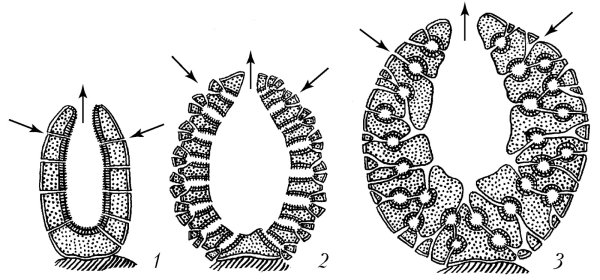 Типы строения губок АСКОН Сикон Лейкон