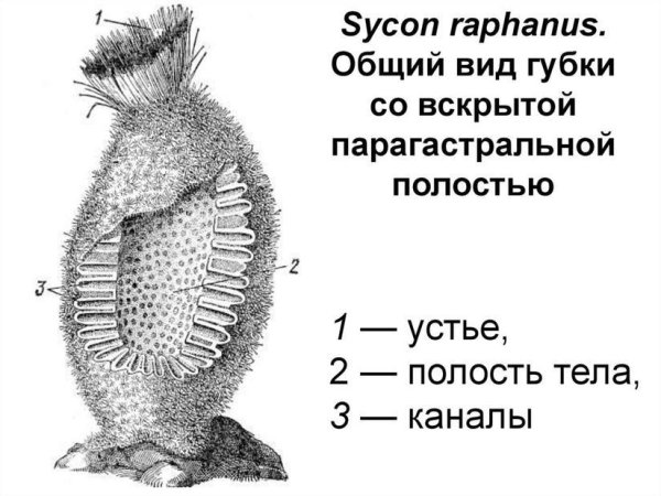 Губка Сикон строение