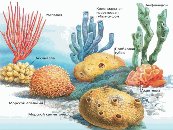 Подцарство многоклеточные Тип губки