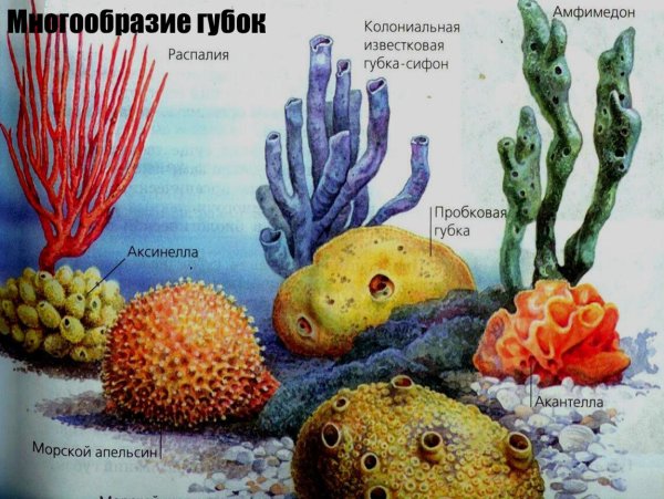 Тип губки классификация