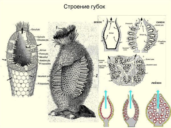 Типы строения губок АСКОН Сикон Лейкон