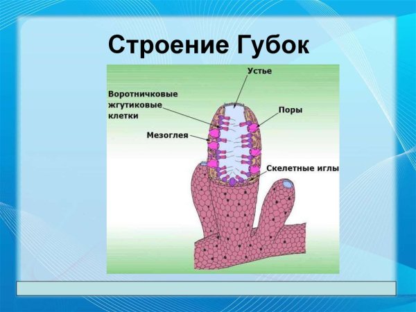 Строение губок биология 7 класс