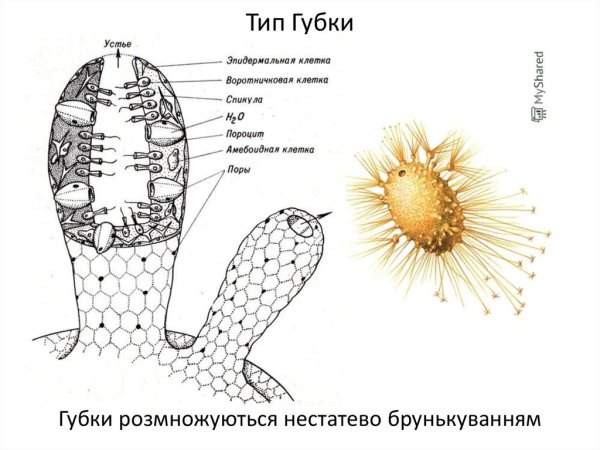 Тип губки строение рисунок