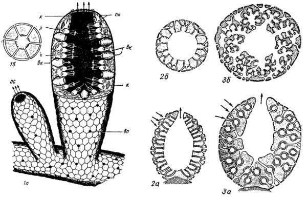 Губка Сикон строение