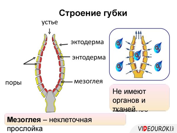 Схема строения губки