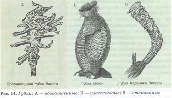 Пресноводная губка бадяга биология