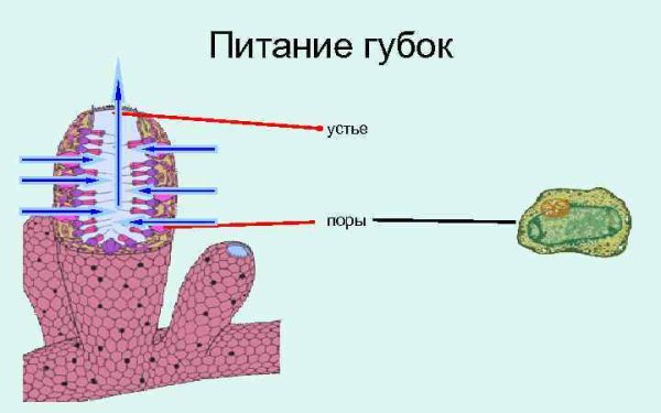 Питание губок 7 класс