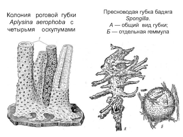 Пресноводная губка бадяга строение