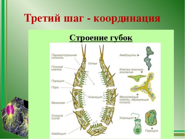 Схема строения губки
