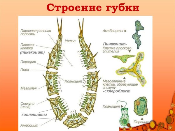 Схема строения губки