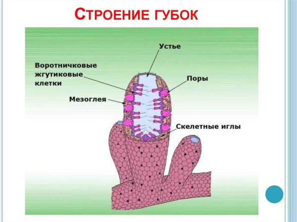 Схема внутреннего строения губки