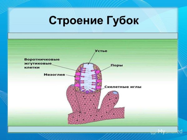 Обыкновенные губки строение