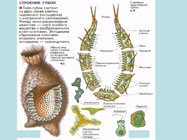 Клеточное строение губок