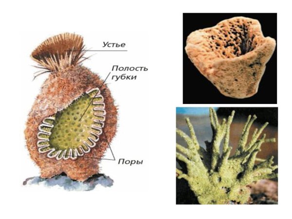Тип губки представители