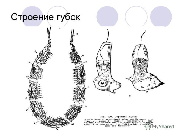 Обыкновенные губки строение