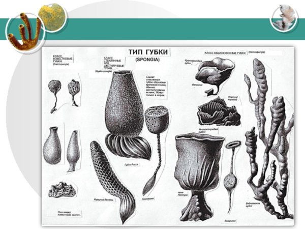 Многоклеточные беспозвоночные губки