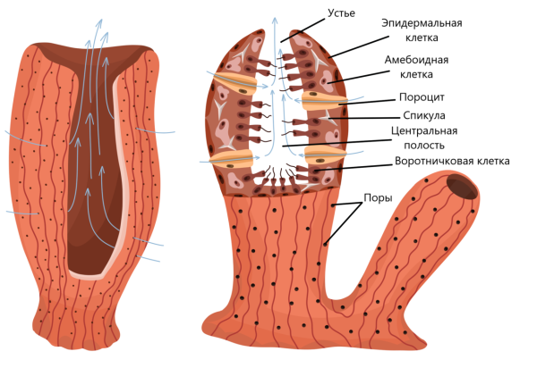 Губка Сикон строение рисунок