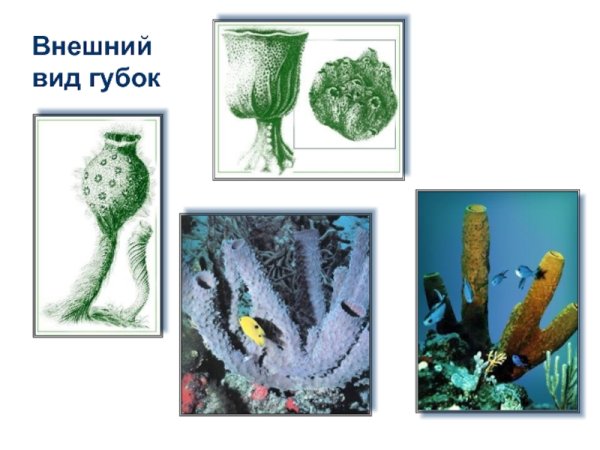 Кремнероговые губки