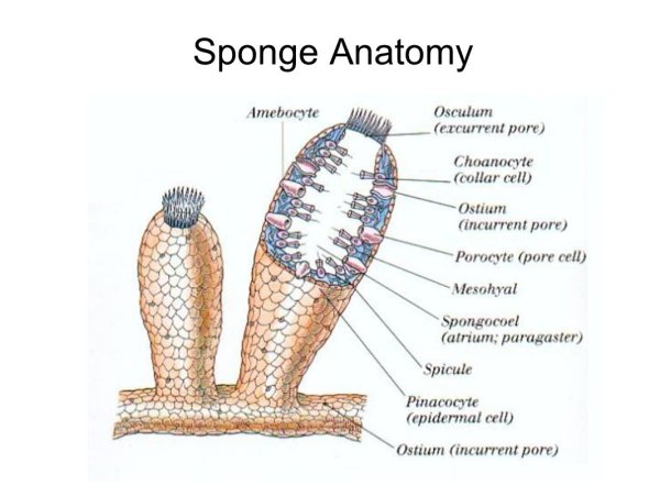 Биология 7 класс Тип губки строение