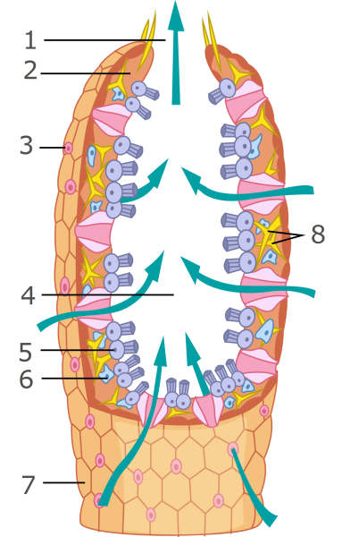 Строение клетки губки