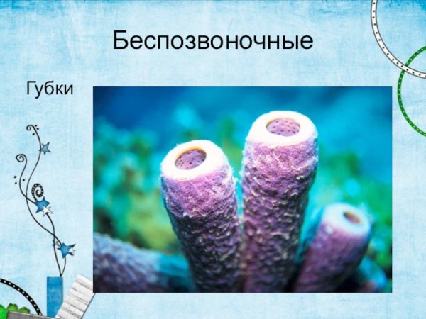 Схема внутреннего строения губки